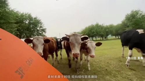 国产成人牛牛视频在线,激情四溢的成人娱乐盛宴